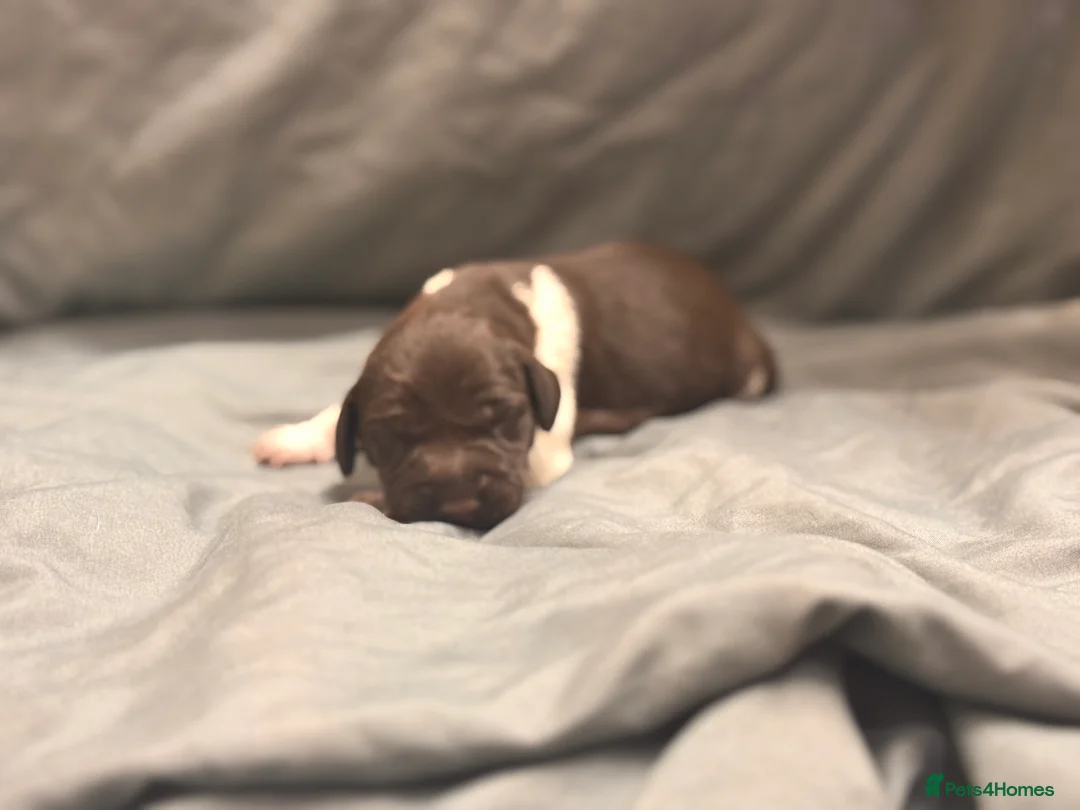 German Shorthaired Pointer dogs for sale: KC registered German shorthairs pointers for sale  - Advert 40