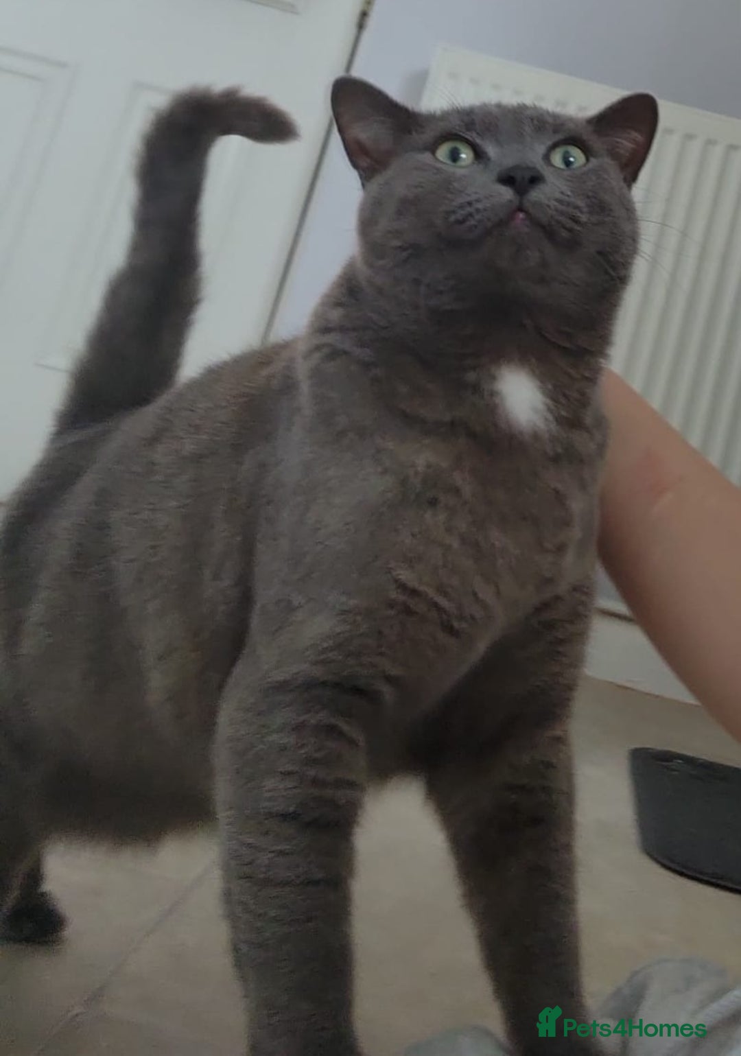 Mixed Breed cats for sale: Mixed breed kitty - Image 3
