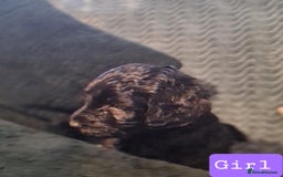 Labradoodle dogs for sale: Labradoodles Multigen - Family raised - Advert 8