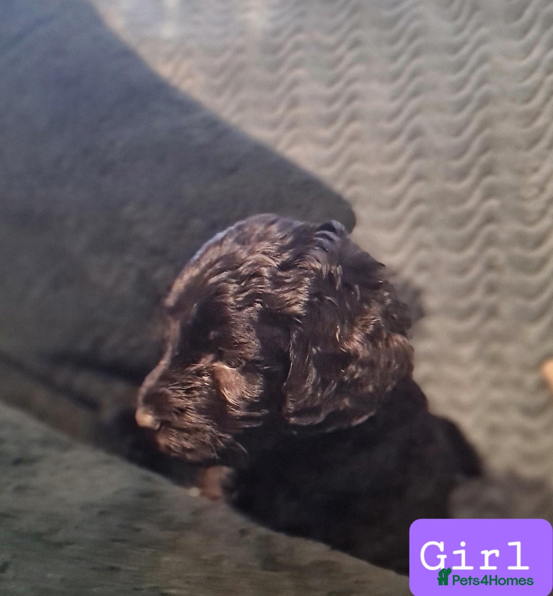 Labradoodle dogs for sale: Labradoodles Multigen - Family raised - Advert 8