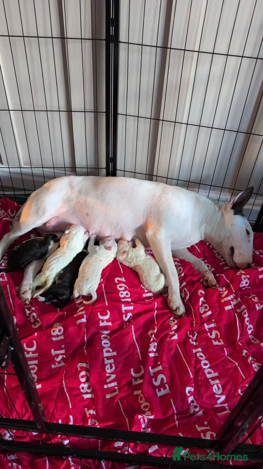 English Bull Terrier dogs for sale: English bull terrier puppies - Advert 1