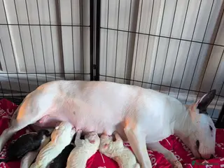 English Bull Terrier dogs English bull terrier puppies - Advert 2