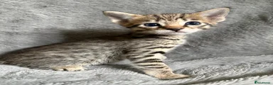Savannah Kitten 2