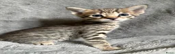 Savannah cats for sale: Beautiful SBT female - Advert 2