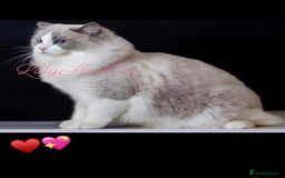 Ragdoll cats for sale: 🌟TICA🌟Champion Ragdoll🏆🏆🏆 - Image 8