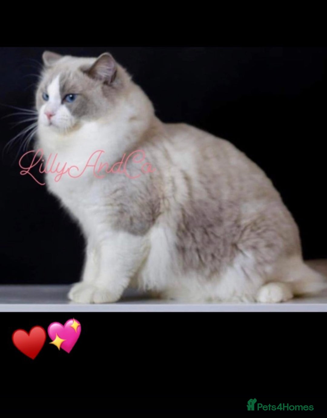 Ragdoll cats for sale: 🌟TICA🌟Champion Ragdoll🏆🏆🏆 - Image 8