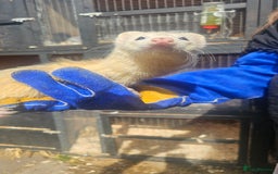 Ferret rodents for sale: 2 Jills (Need to go today) - Image 2