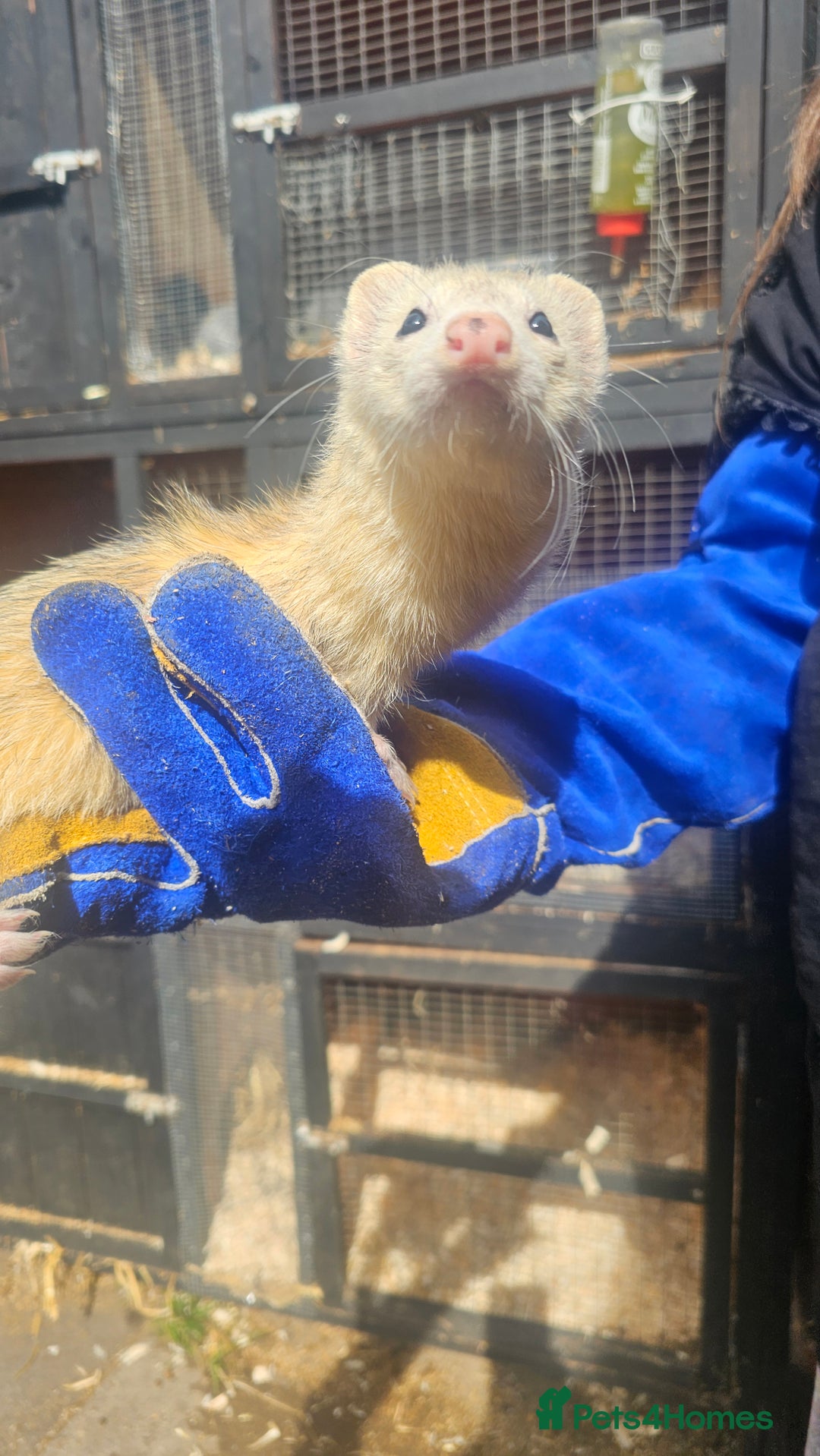 Ferret rodents for sale: 2 Jills (Need to go today) - Image 2