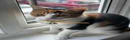 British Longhair cats for sale: 4 Gorgeous Fluffy Kittens Ginger Boys Tabby Girls - Advert 18