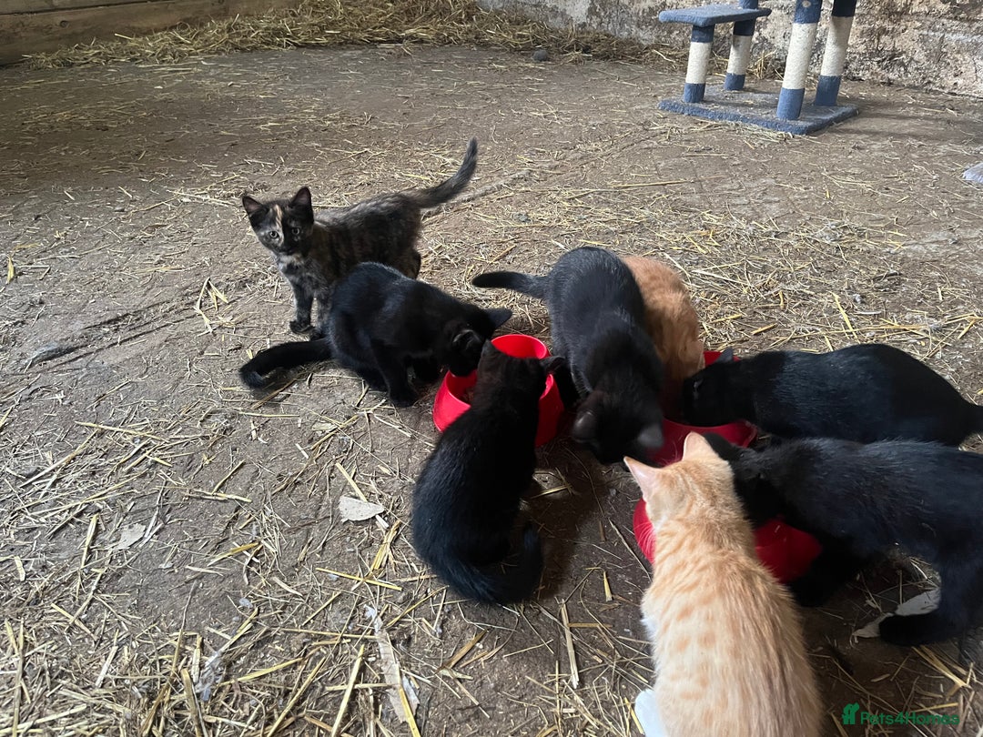 Mixed Breed cats for sale: Farm kittens for sale  - Image 3