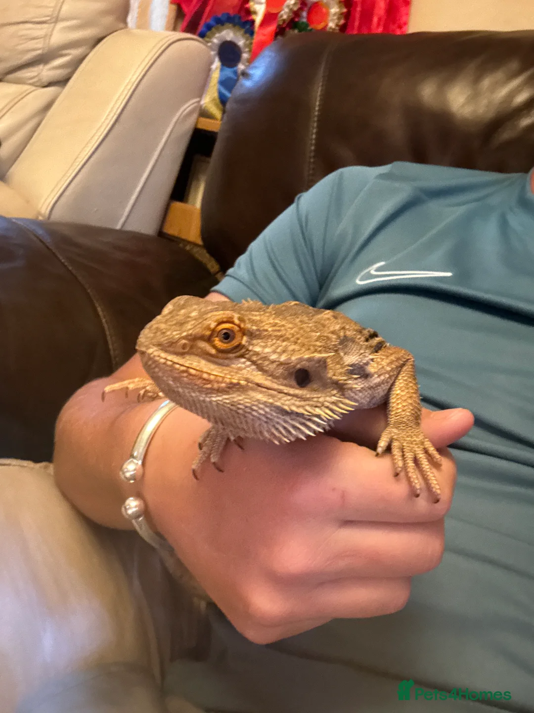 Bearded Dragon reptiles for sale: 5 year old male bearded dragon - Advert 4