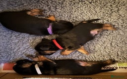 Border Terrier dogs for sale: 2 exceptional KC registered Border Terrier pups - Image 3