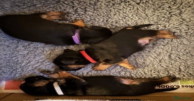 Border Terrier dogs - Advert 2