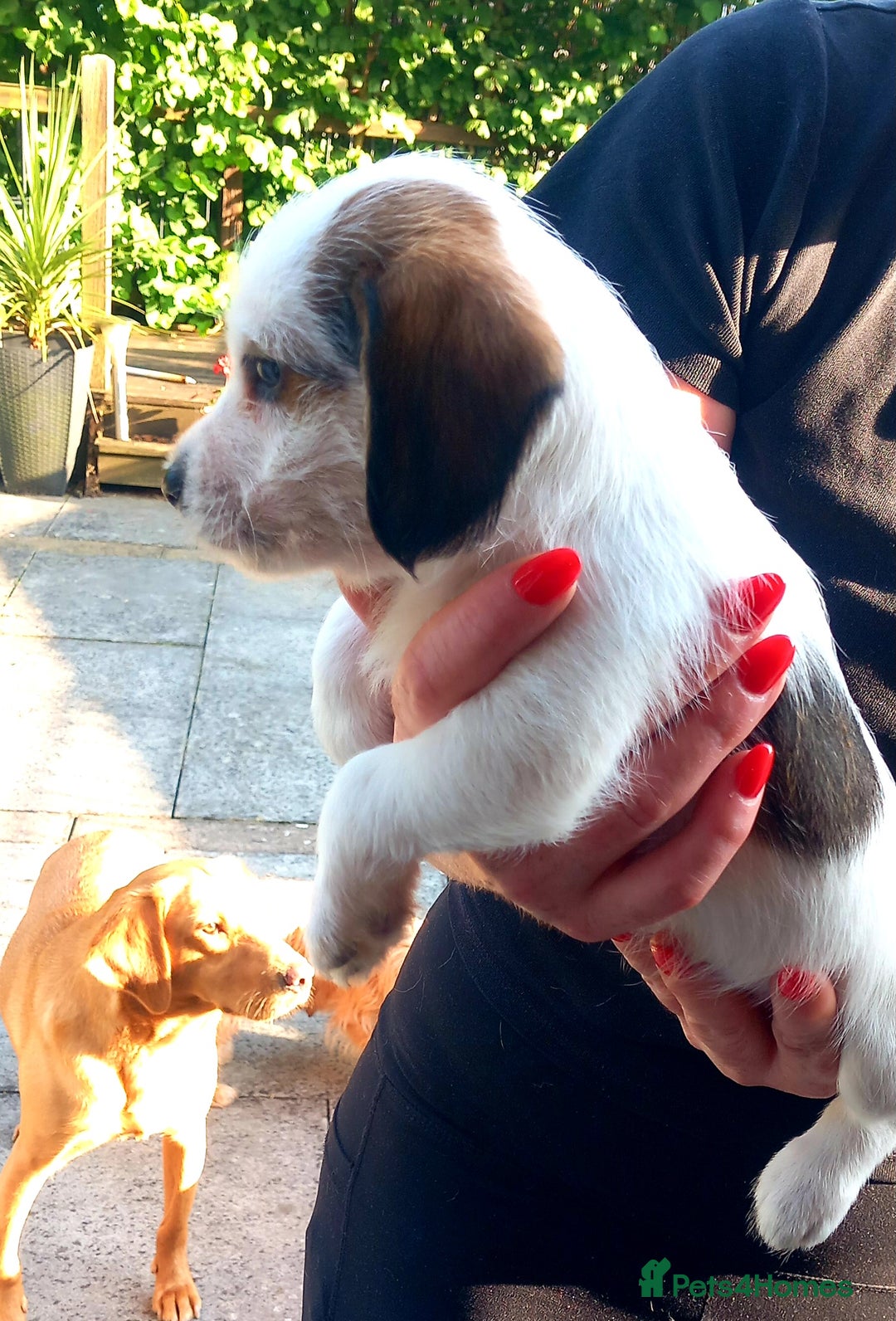 Mixed Breed dogs for sale: Jack Russel Pups in Machynlleth - Image 30