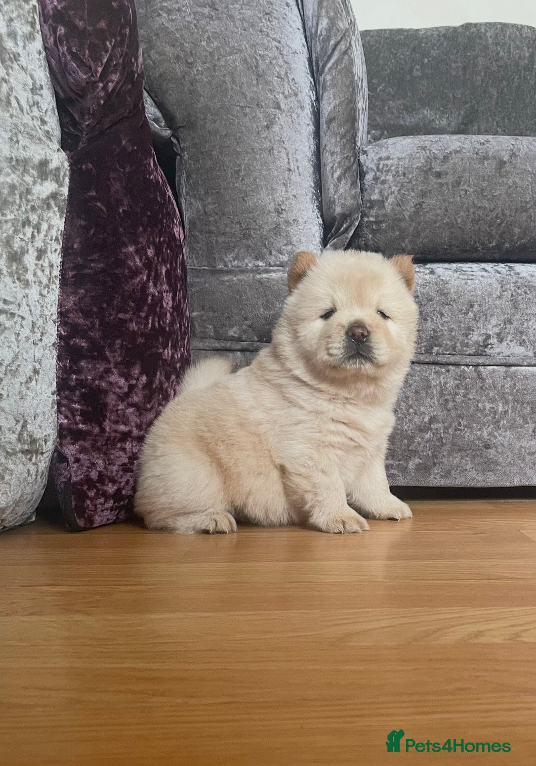 Chow Chow dogs Beautiful Kc registered chow chow puppies - Advert 3