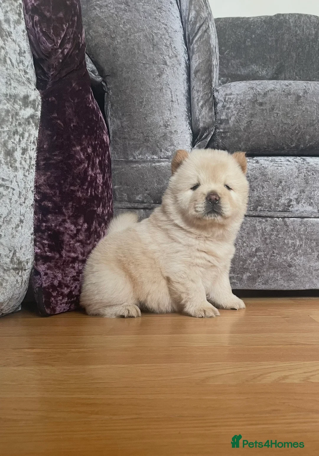 Chow Chow dogs for sale: Beautiful Kc registered chow chow puppies - Advert 1