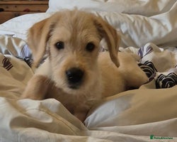 Labradoodle dogs - Advert 8