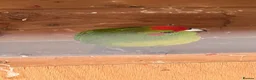 Parakeets birds for sale: Kakariki breeding pair - Advert 5