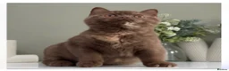 British Shorthair cats for sale: Champion GCCF British Shorthair Kittens - Advert 3