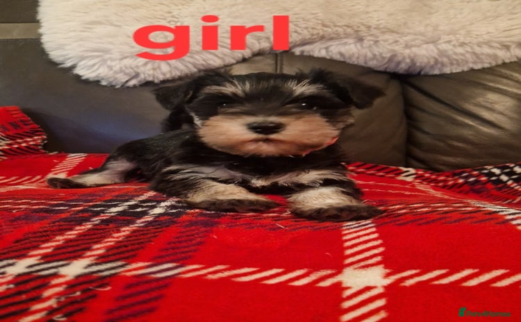 Miniature Schnauzer dogs - Advert 1