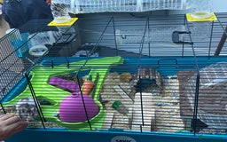 Hamster rodents for sale: Syrian Hamster with cage - Image 3