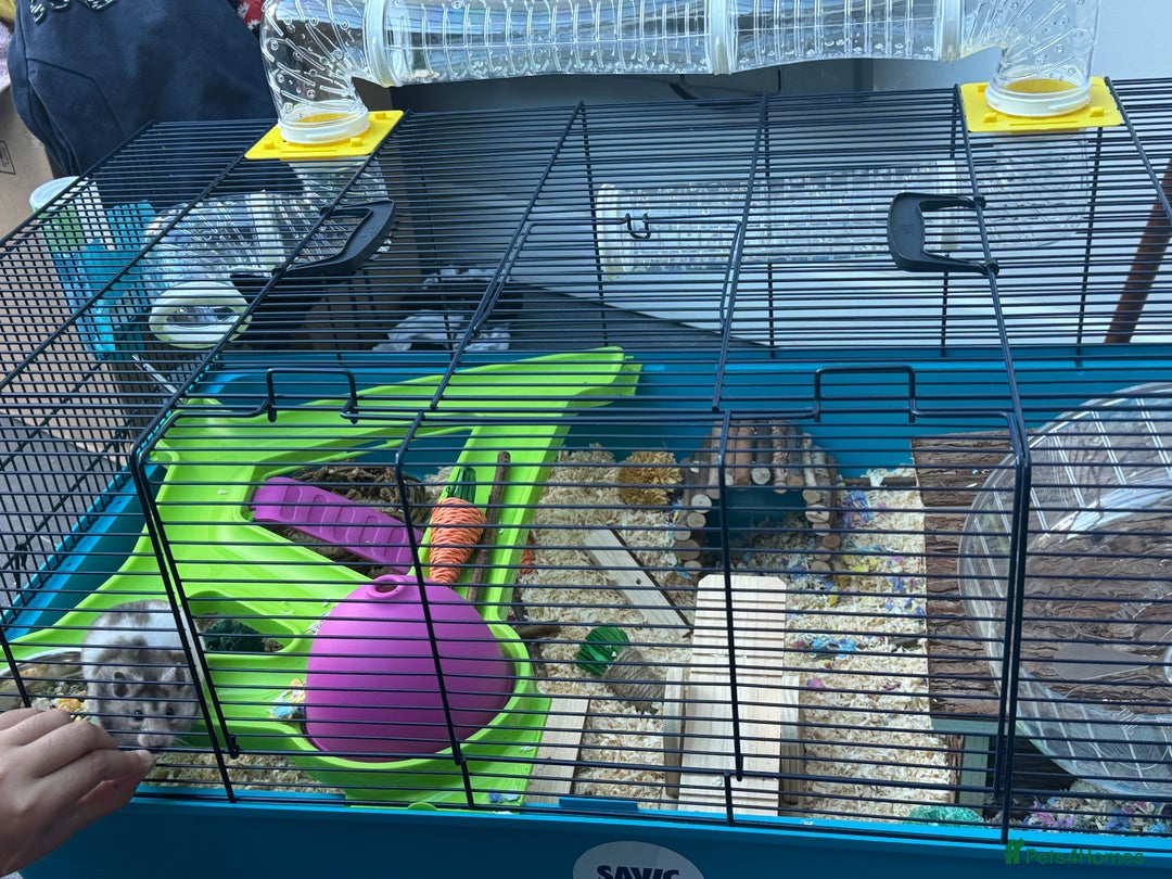 Hamster rodents for sale: Syrian Hamster with cage - Image 3