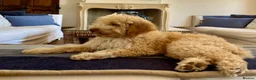 Lagotto Romagnolo dogs for sale: Amazing Lagotto Romagnolo Truffle Trained Puppies  - Advert 12