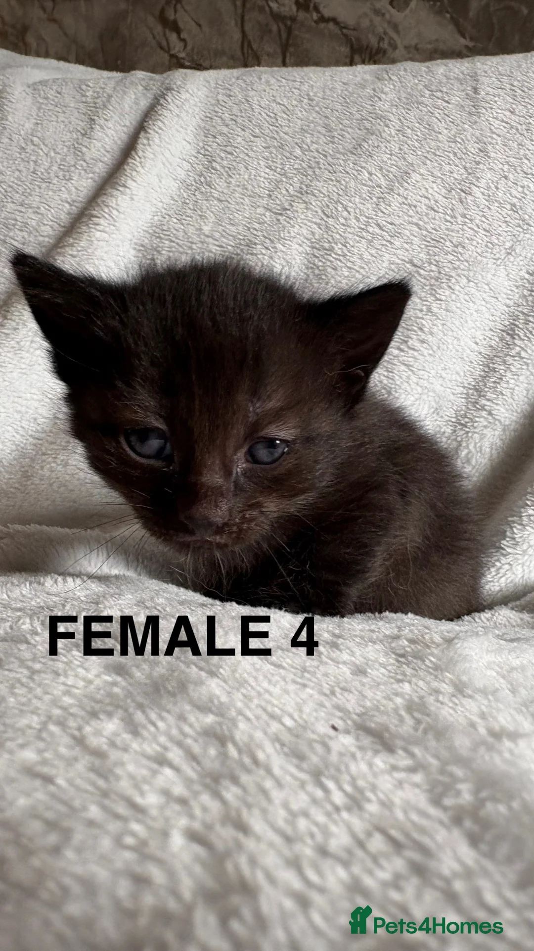 Mixed Breed cats for sale: Ragdoll cross kittens  - Advert 2