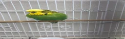 Budgerigars birds for sale: 3 budgies  in Bradford - Advert 3