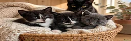 Mixed Breed cats for sale: 3 Beautiful Kittens Looking for Their Homes  - Advert 1
