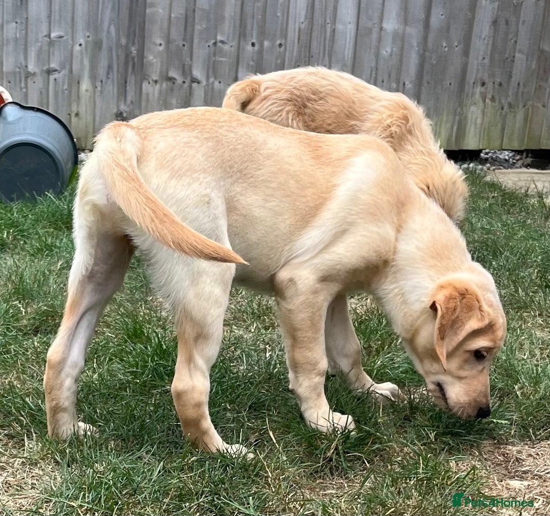Goldendoodle dogs for sale: READY TO LEAVE - DNA health tested Puppies - Image 20