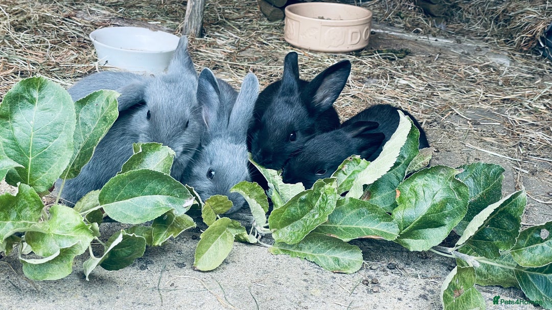 Mixed Breed rabbits for sale: Baby rabbits - Image 11