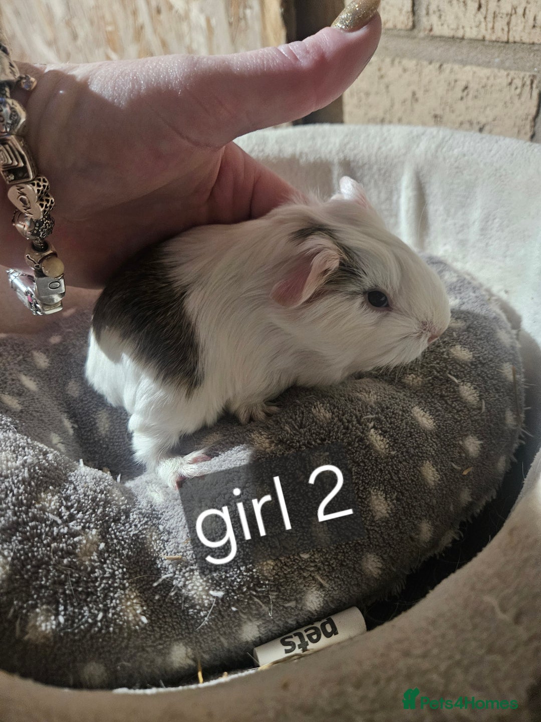 Guinea Pig rodents for sale: Baby boy and girl guinea pigs some ready now - Advert 2