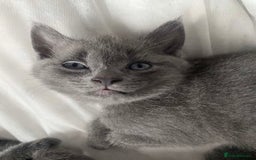 Russian Blue cats for sale: Russian blue kittens  - Image 2