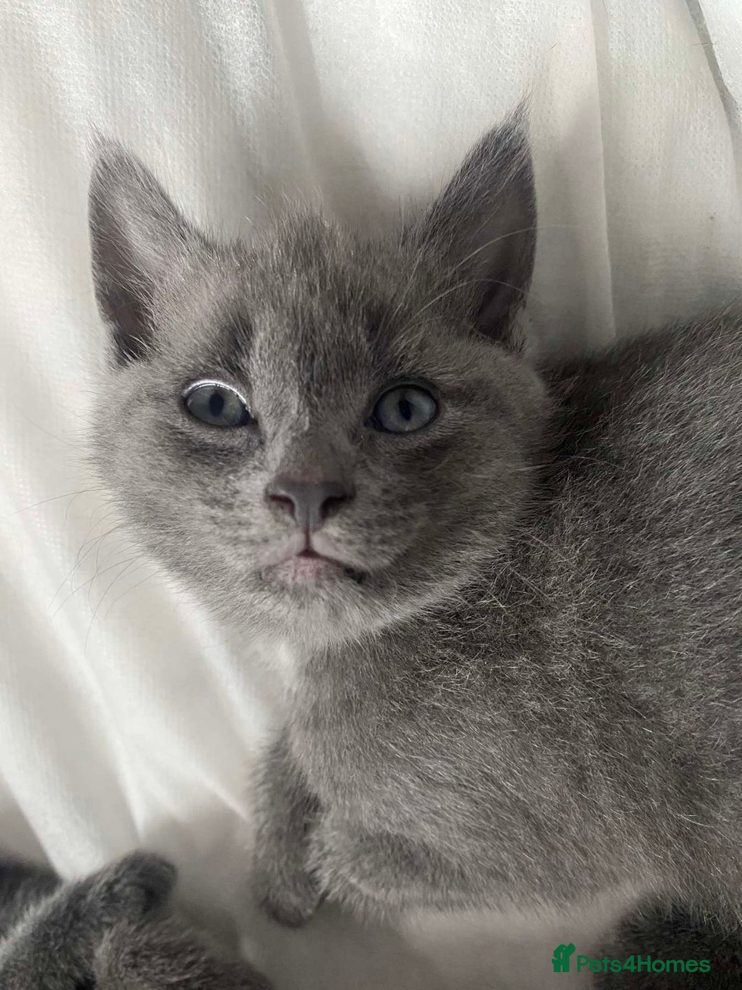Russian Blue cats for sale: Russian blue kittens  - Image 2