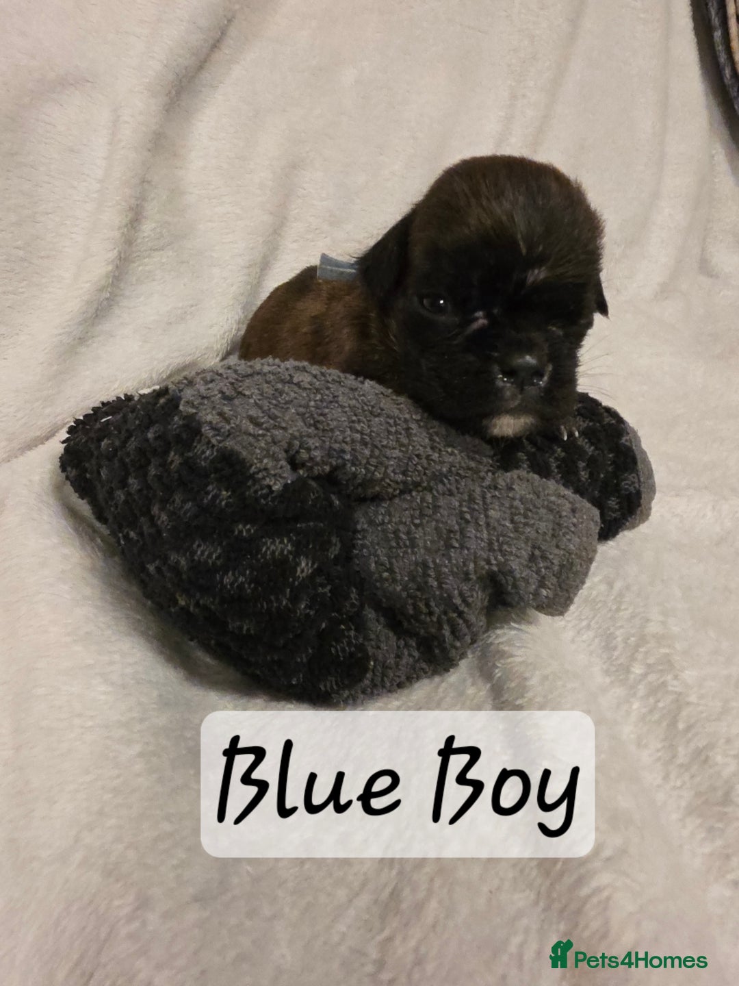 Boxer dogs for sale: Part European quality KC Reg Boxers - Advert 5
