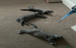 Scottish Fold cats for sale: PURE BREED SCOTTISH FOLD KITTENS 🐾 in Twickenham - Image 27