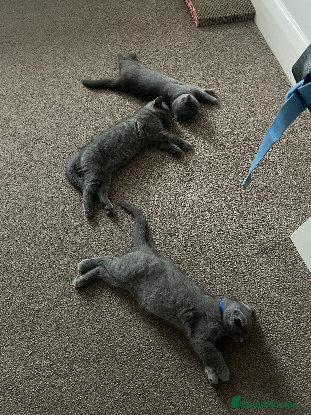 Scottish Fold cats for sale: PURE BREED SCOTTISH FOLD KITTENS 🐾 in Twickenham - Image 27