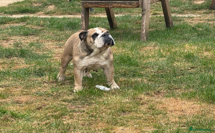 English Bulldog dogs - Advert 12