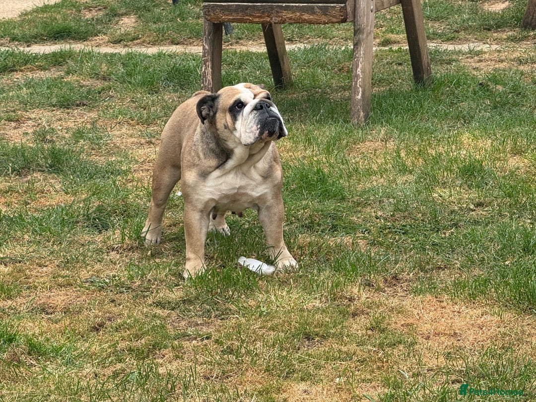 English Bulldog dogs for sale: 2 KC registered Bitches - Image 9