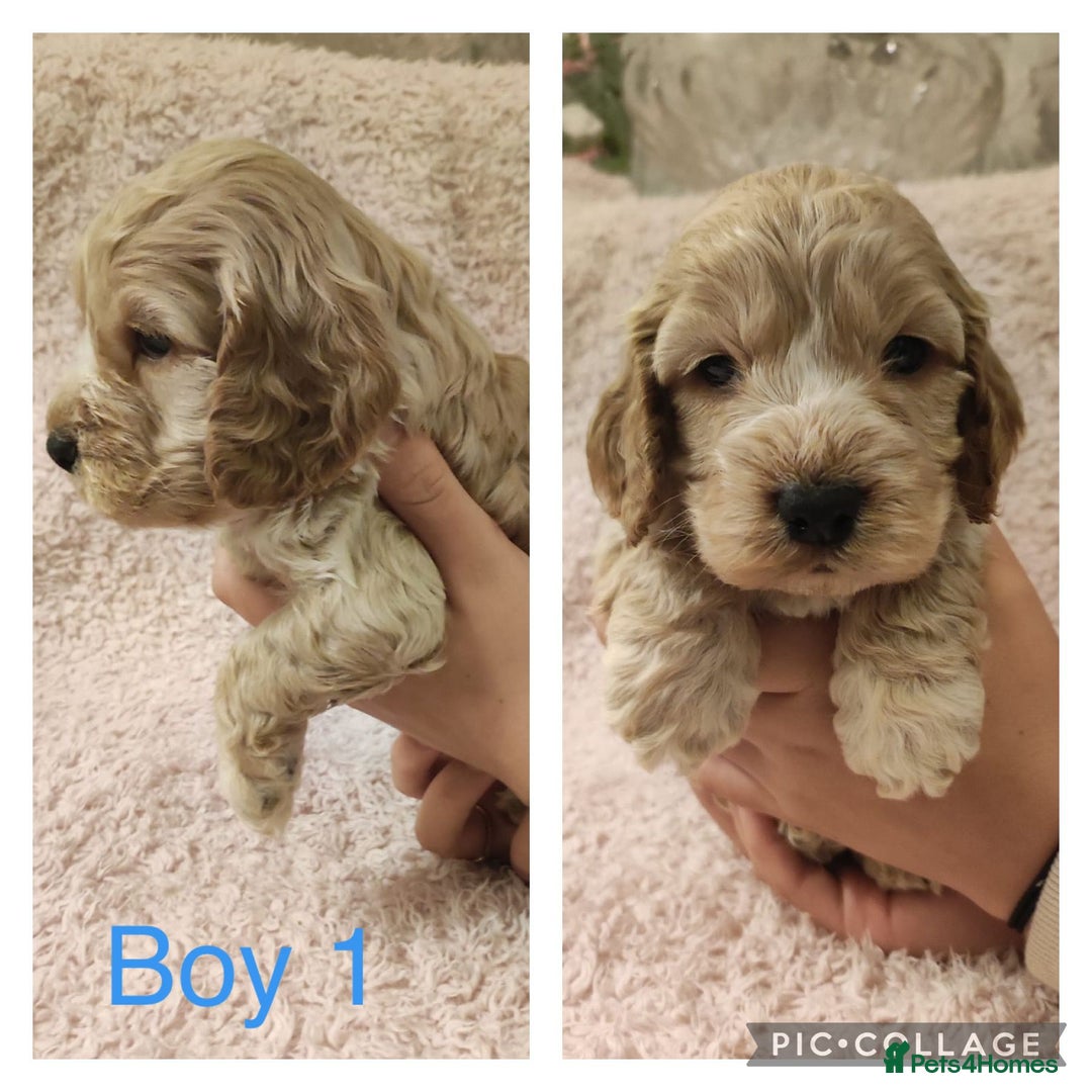 Miniature Poodle dogs for stud: Red Miniature Poodle Stud package Available  in Southampton - Advert 28