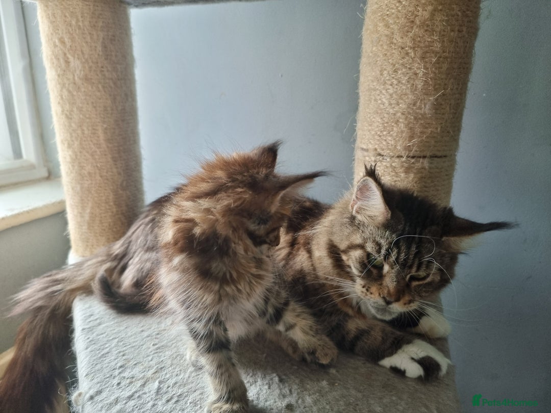 Maine Coon cats for sale: LAST FEMALE!!Beautiful maine coons - Image 7