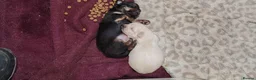 Chihuahua dogs for sale: 2x Chihuahua puppies  - Advert 7