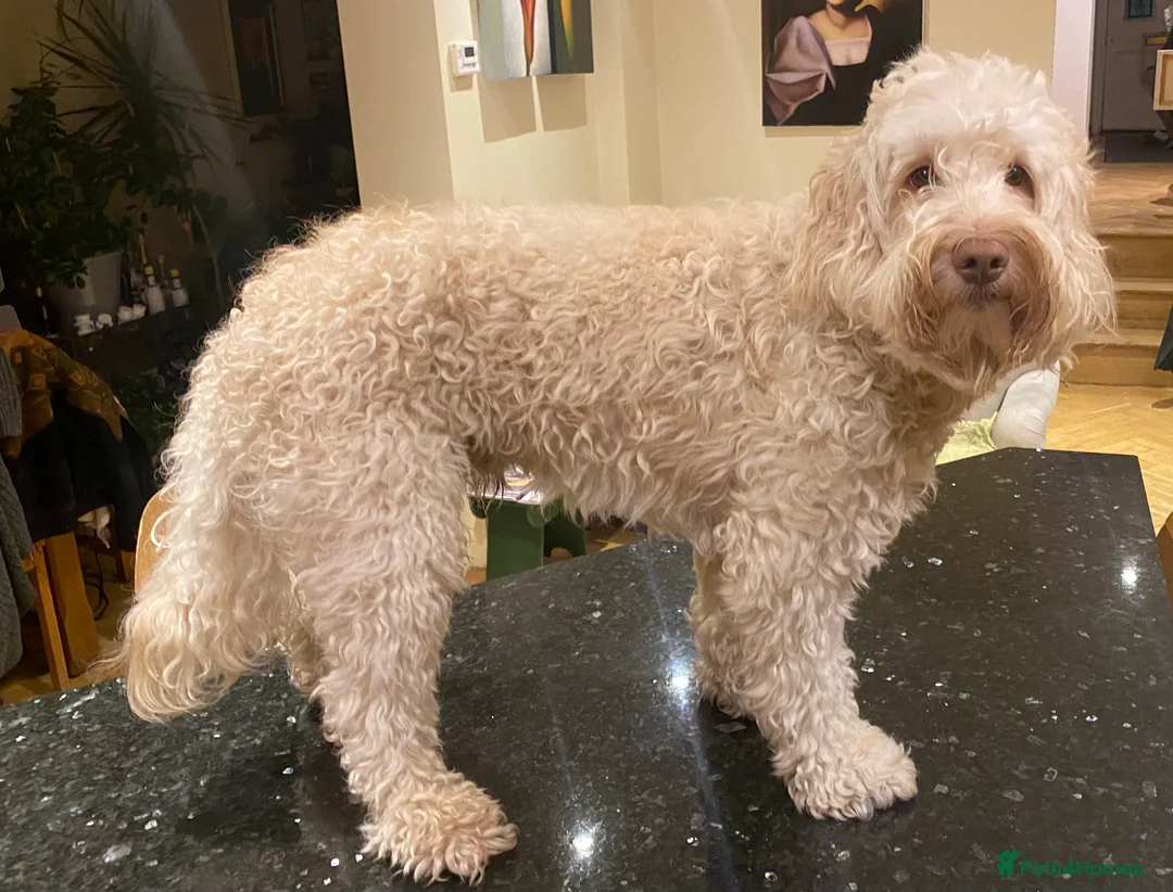 Australian Labradoodle dogs for stud: Healthy Tested Australian Labradoodle for Stud in London - Advert 5