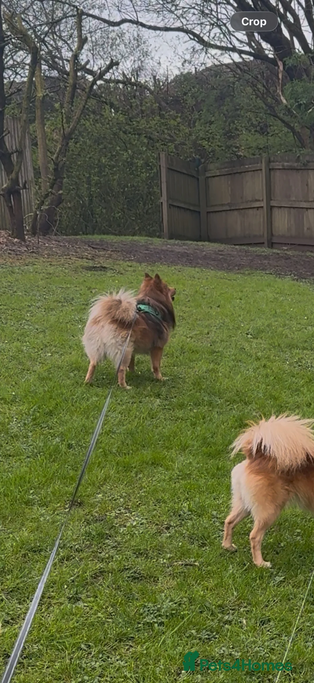 Pomeranian dogs for sale: Pom/Spitz for Sale - Advert 2
