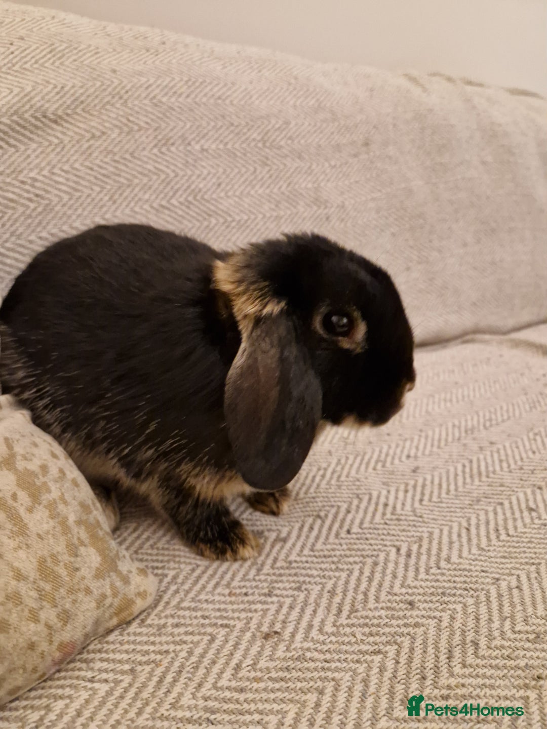 Mini Lop rabbits for sale: Black mini lop rabbit male 20 weeks old - Advert 3