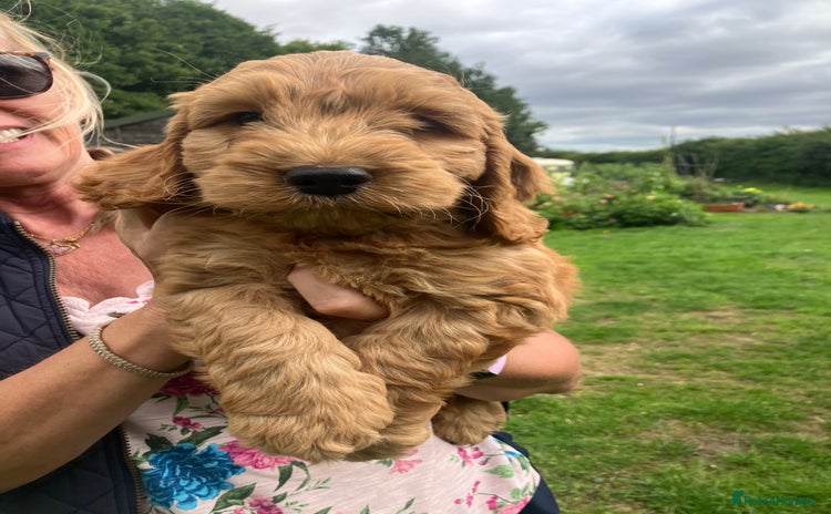 Cockapoo dogs - Advert 4