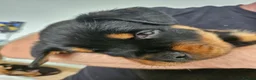Rottweiler dogs for sale: Rottweiler puppies - Advert 3