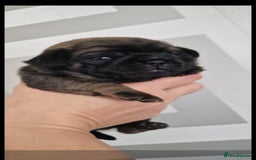 Mixed Breed dogs for sale: Beautiful 2nd generation pugalier pug babys  - Image 3