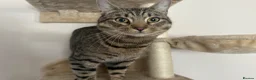 Mixed Breed cats for sale: 3 Gorgeous Tabby Boys available - Advert 18